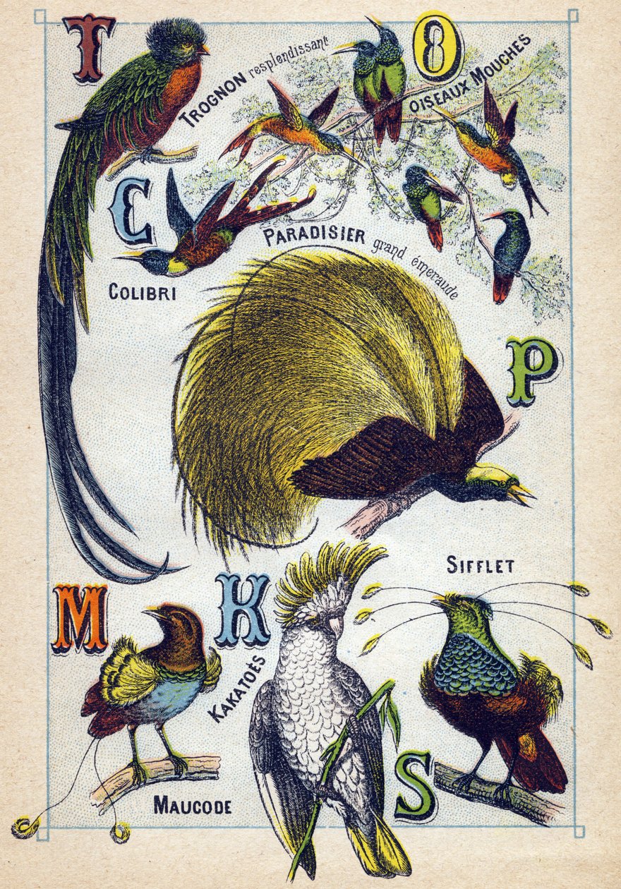 Plate 3: Skinnende kjerne, Fluefugler, Hummingbird, Emerald Paradise, Kakatoes, Whistle, Maucode. Gravering i "Syllabary alfabet av fugler"". Serie A. Pellerin et Cie, trykkerier-forlag, Epinal, slutten av 1800-tallet. Kromolitografier. Liten 8-siders rekl av French School