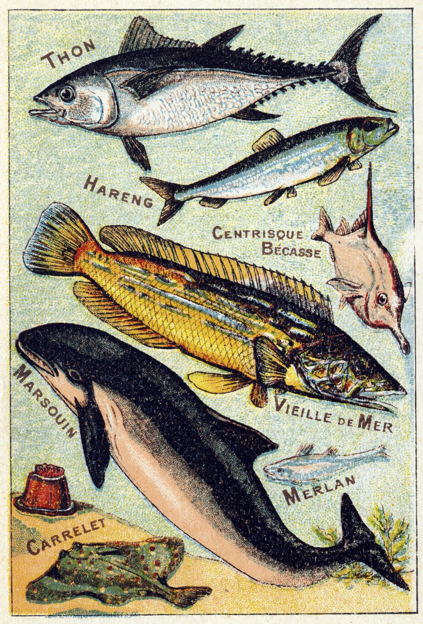Plate 3: Tunfisk, Sild, Sentrisk nebb, Gammelhavet, Niser, Hvitting, Flis. Gravering i "Syllabary alfabet av sjø- og ferskvannsfisk". Serie A. Pellerin et Cie, trykkerier-utgivere, Epinal, slutten av 1800-tallet. Kromolitografier. Liten 8-siders reklamealb av French School