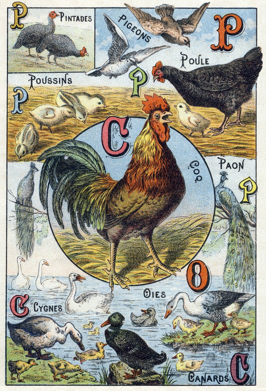 Tallerken 3: perlehøns, duer, kyllinger, høne, hane, påfugl, svaner, gjess, ender. Gravering i "Syllabary alfabet av husdyr og gårdsplass". Serie A. Pellerin et Cie, trykkerier-forlag, Epinal, sent på 1800-tallet. Kromolitografier . Dim: 19,5 av French School