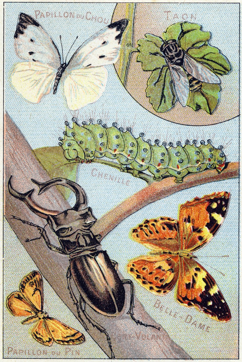 Tallerken 4: Sommerfugl av kål, Taon, Chenille, Belle-dame, Kite, Sommerfugl av furu. Gravering i "Syllabary alfabet av sommerfugler og insekter"". Serie A. Pellerin et Cie, trykkerier-utgivere, Epinal, slutten av 1800-tallet. Kromolitografi av French School