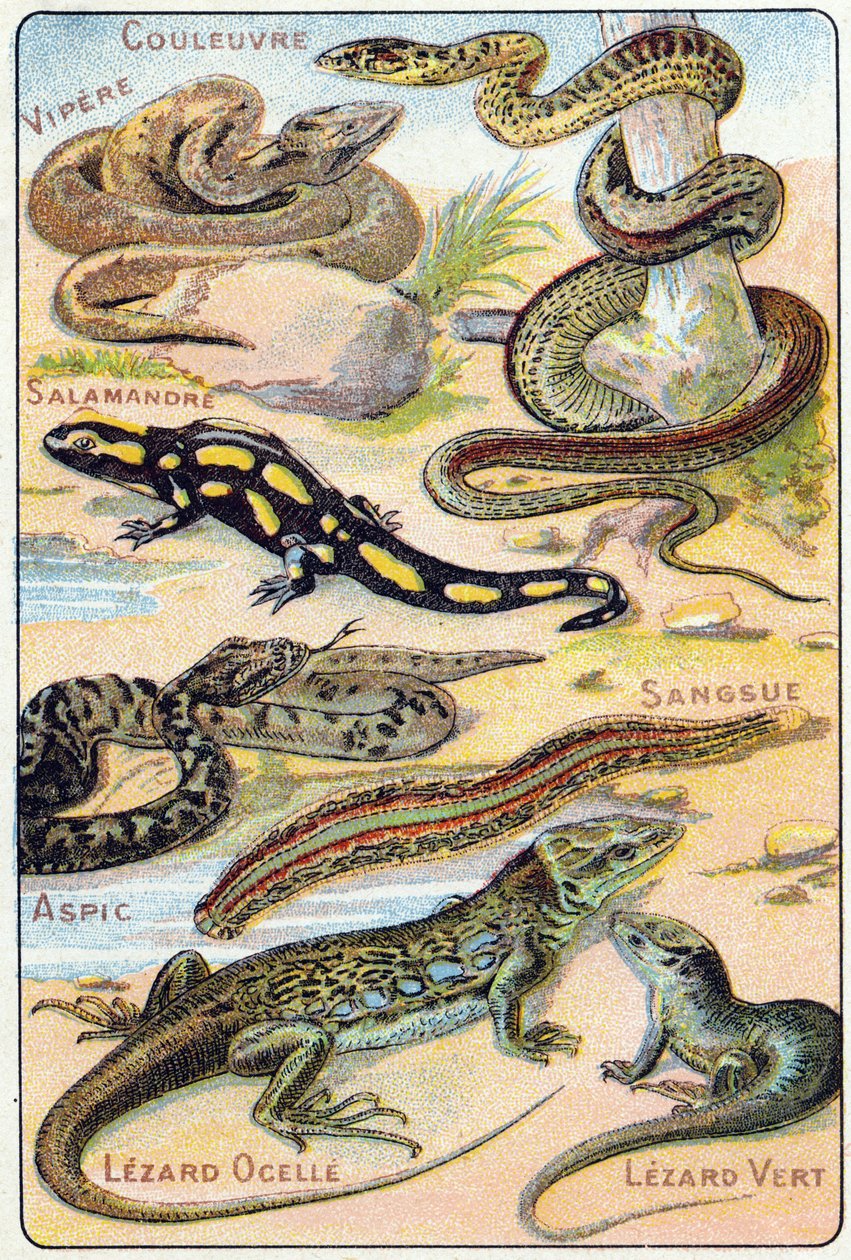 Plate 4: Slange, Viper, Salamander, Aspic, Leech, Lezard ocelle, Green Lezard. Gravering i "Syllabary alfabet av fugler og krypdyr"". Serie A. Pellerin et Cie, trykkerier-forlag, Epinal, slutten av 1800-tallet. Kromolitografier. Liten 8-siders reklame al av French School