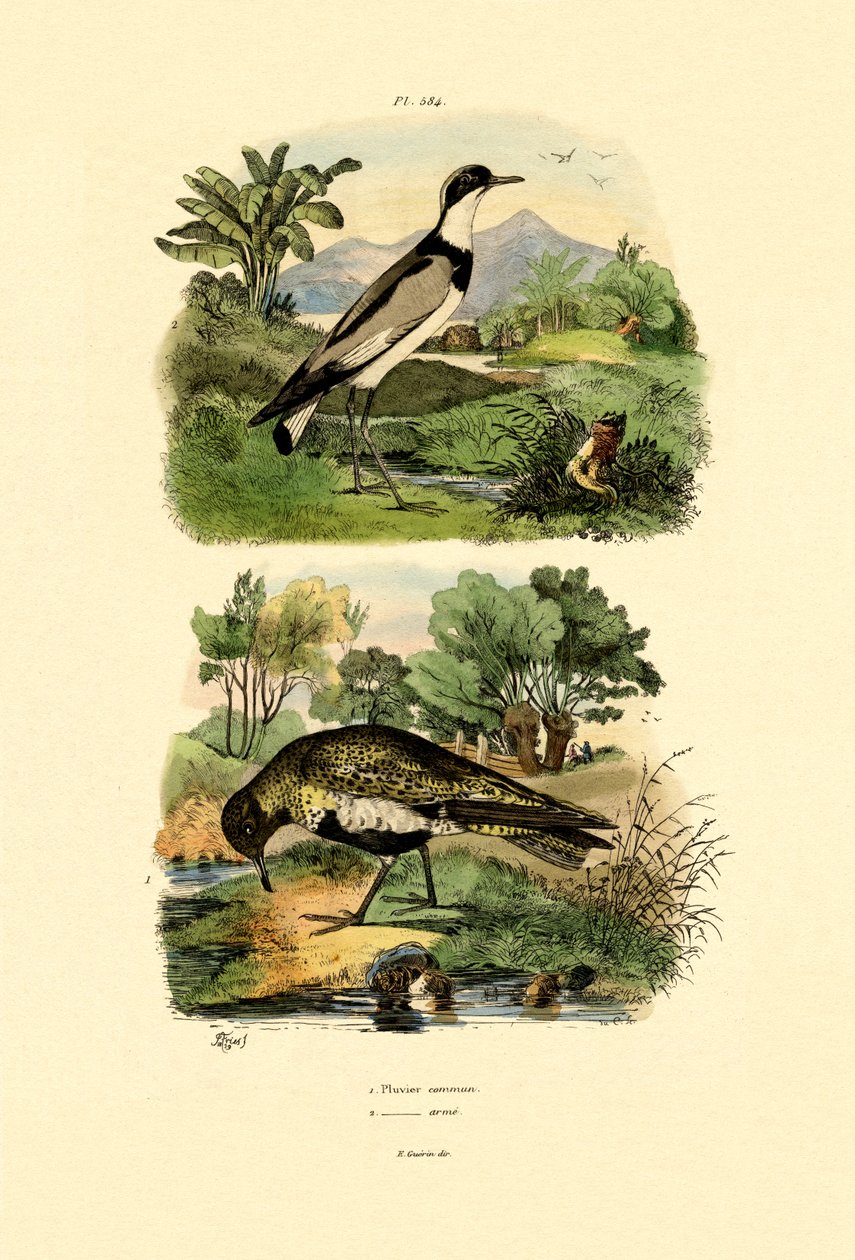 Plover, 1833-39 av French School