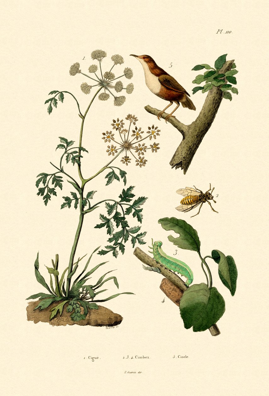Gifthemlock, 1833-39 av French School