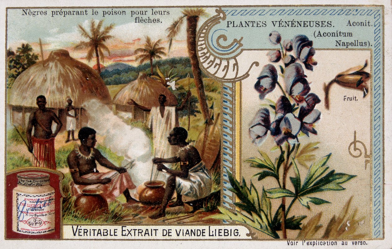 Giftplanter: aconit og afrikanske forbereder gift for pilene deres - chromo. Liébig, sent på 1800-tallet av French School