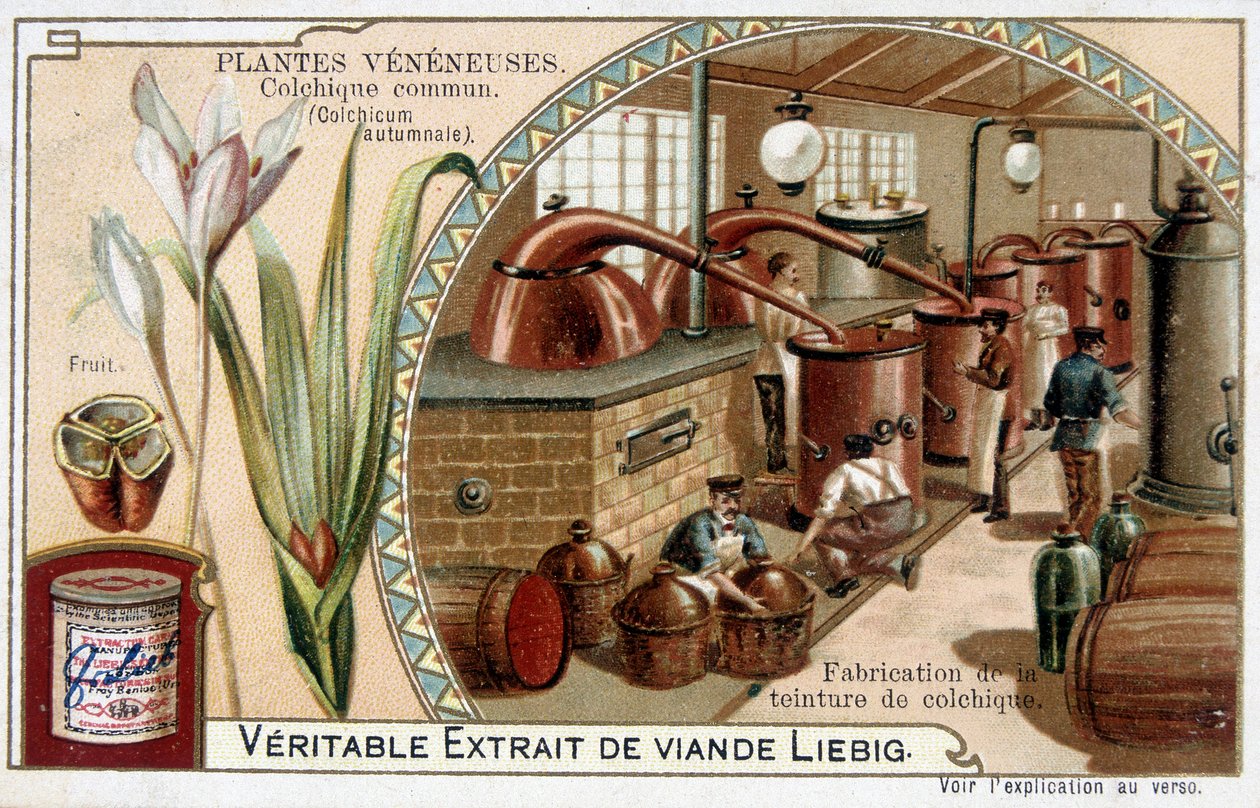 Giftplanter: vanlig kolkial og fremstilling av kolkial tinktur - kromo. Liébig, sent på 1800-tallet av French School