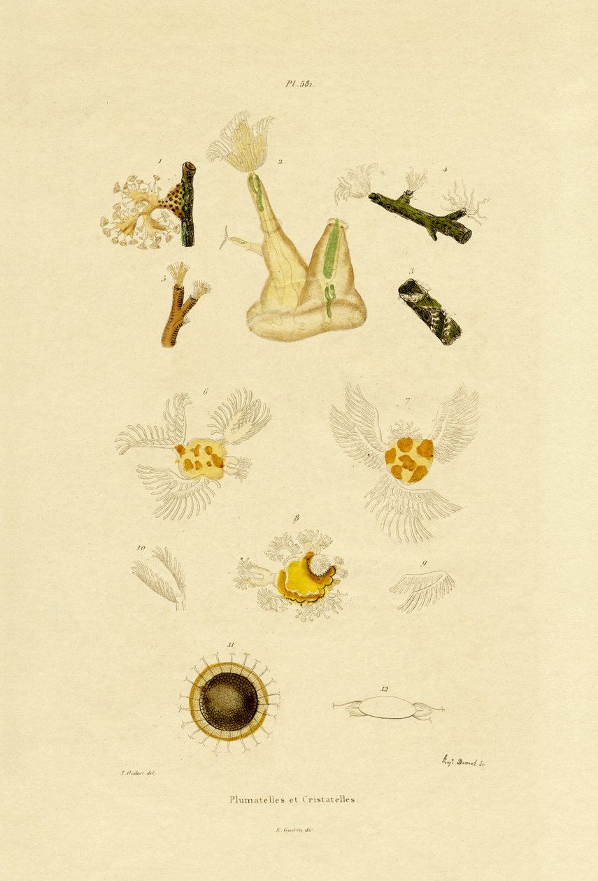 Polyp, 1833-39 av French School