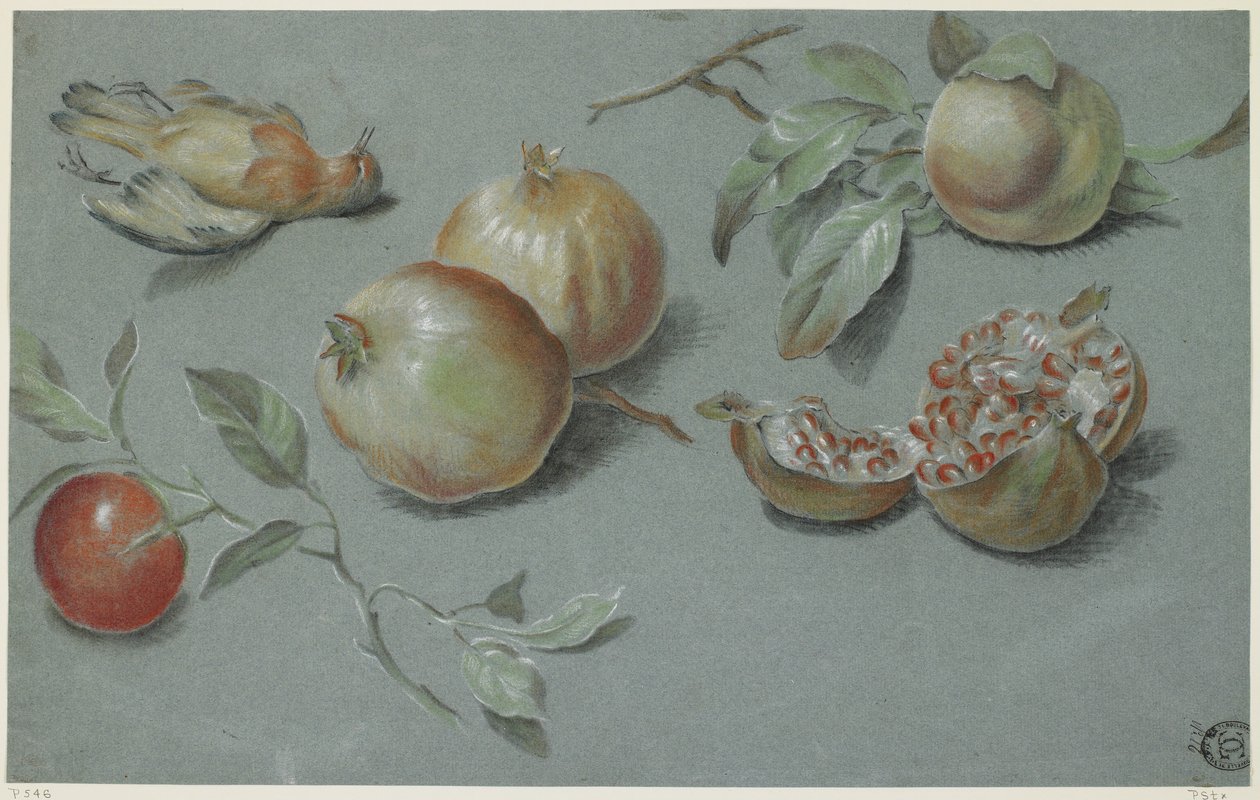 Pomegranates and Dead Bird, tidlig på 1800-tallet (kritt på papir) av French School