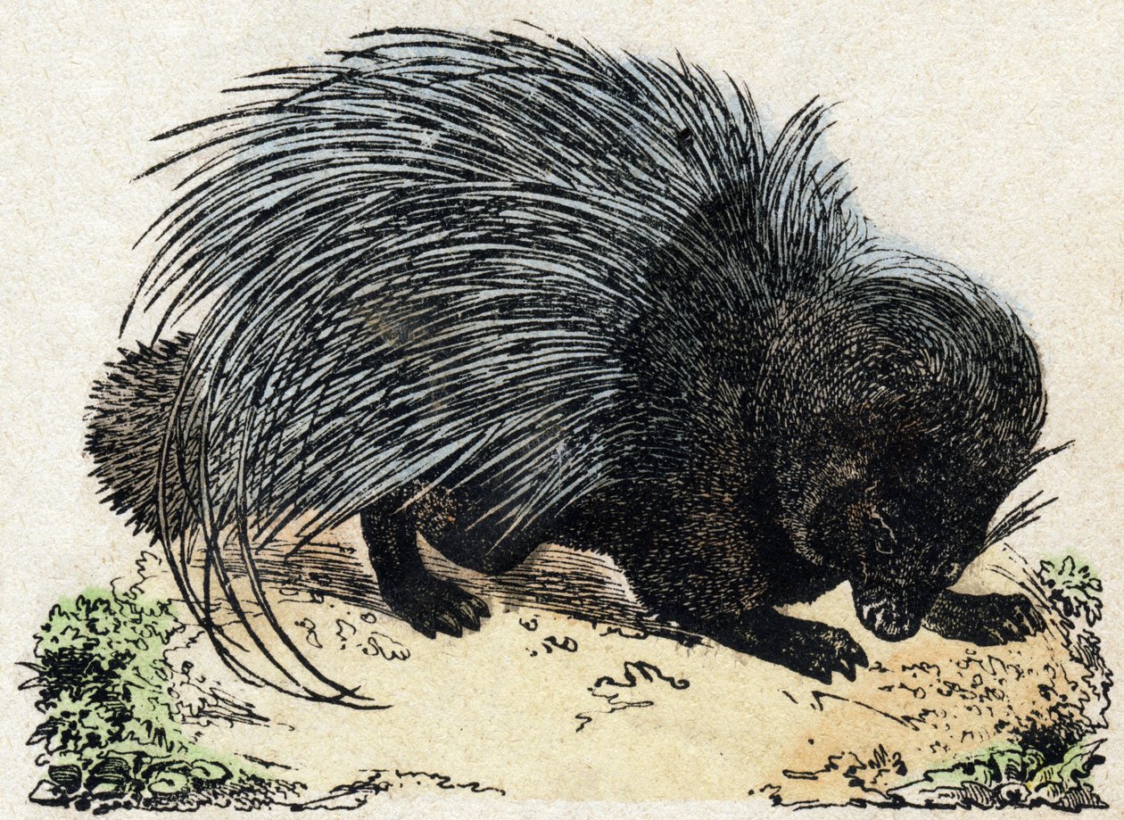 Porc-epos (Grise-epos). Gravering i "" Alphabet des animaux sauvages"". 9. serie. Bilder av Epinal, Pellerin, trykkeri-utgiver, ca. 1870. Graveringer på tre, stensilert. 16 sider. Mål: 20 x 15 cm. Privat samling av French School