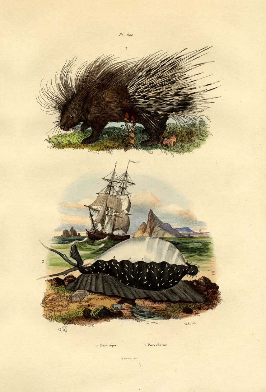 Piggsvin, 1833-39 av French School