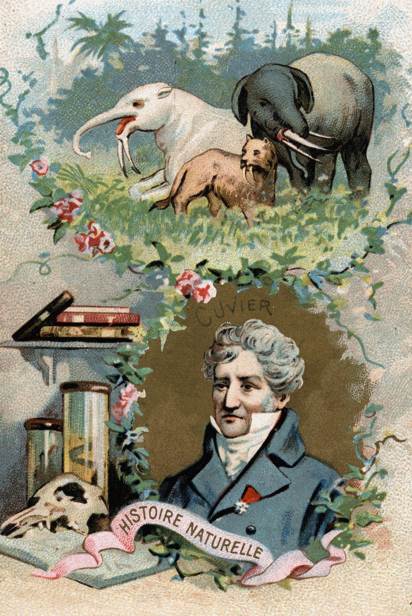Portrett av baron Georges Cuvier, fransk zoolog og paleontolog (1769-1832), grunnlegger av komparativ anatomi. Kromolitografi fra 1800-tallet. av French School