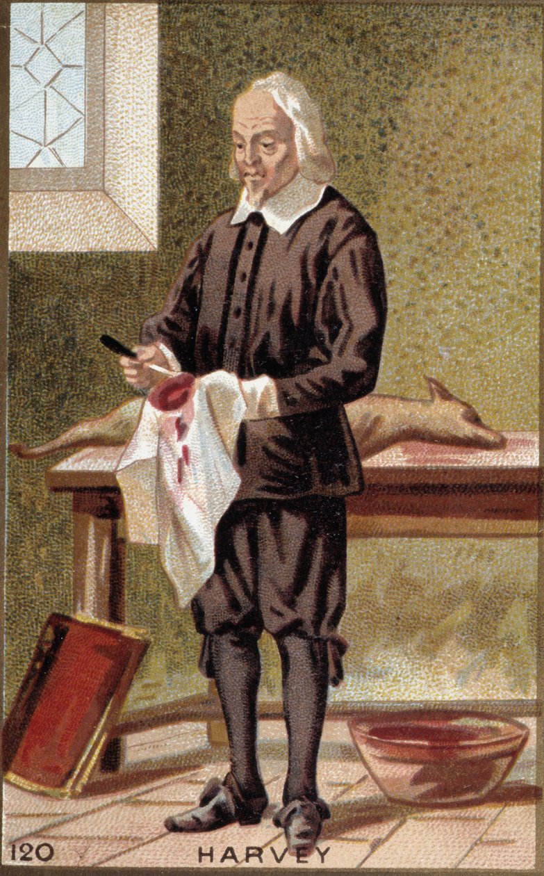 Portrett av William Harvey (1578-1657), engelsk lege. av French School