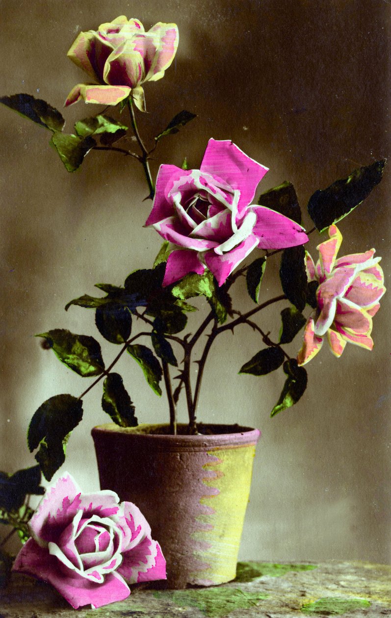 Rosebusk i potte ca. 1898 (håndfarget bilde) av French School