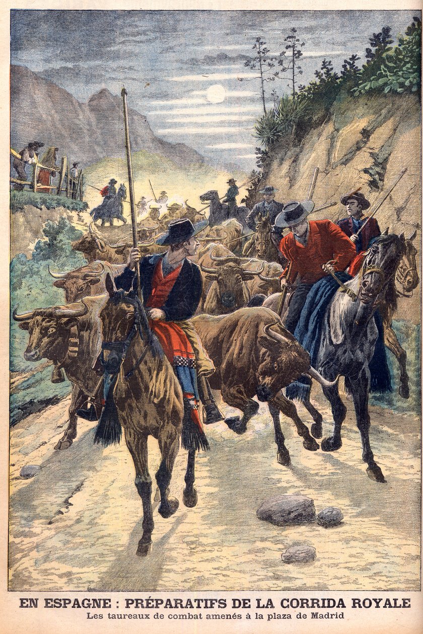 Preparations for the bullfights to celebrate the wedding of King Alfonso XIII of Spain. Bulls being taken to Madrid. In Spain, preparations for the royal bullfighting. The fighting bulls brought to the Plaza de Madrid. Illustration for Le petit Journal av French School