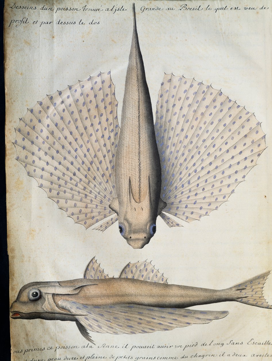 Profil og bakside av bevinget fisk, Big Island, Brasil, akvarell fra loggbok av Jacques Gouin de Beauchesne (1652-1730), kaptein for Compagnie royale de la Mer du Sud, fra 1698 til 1701, Frankrike av French School