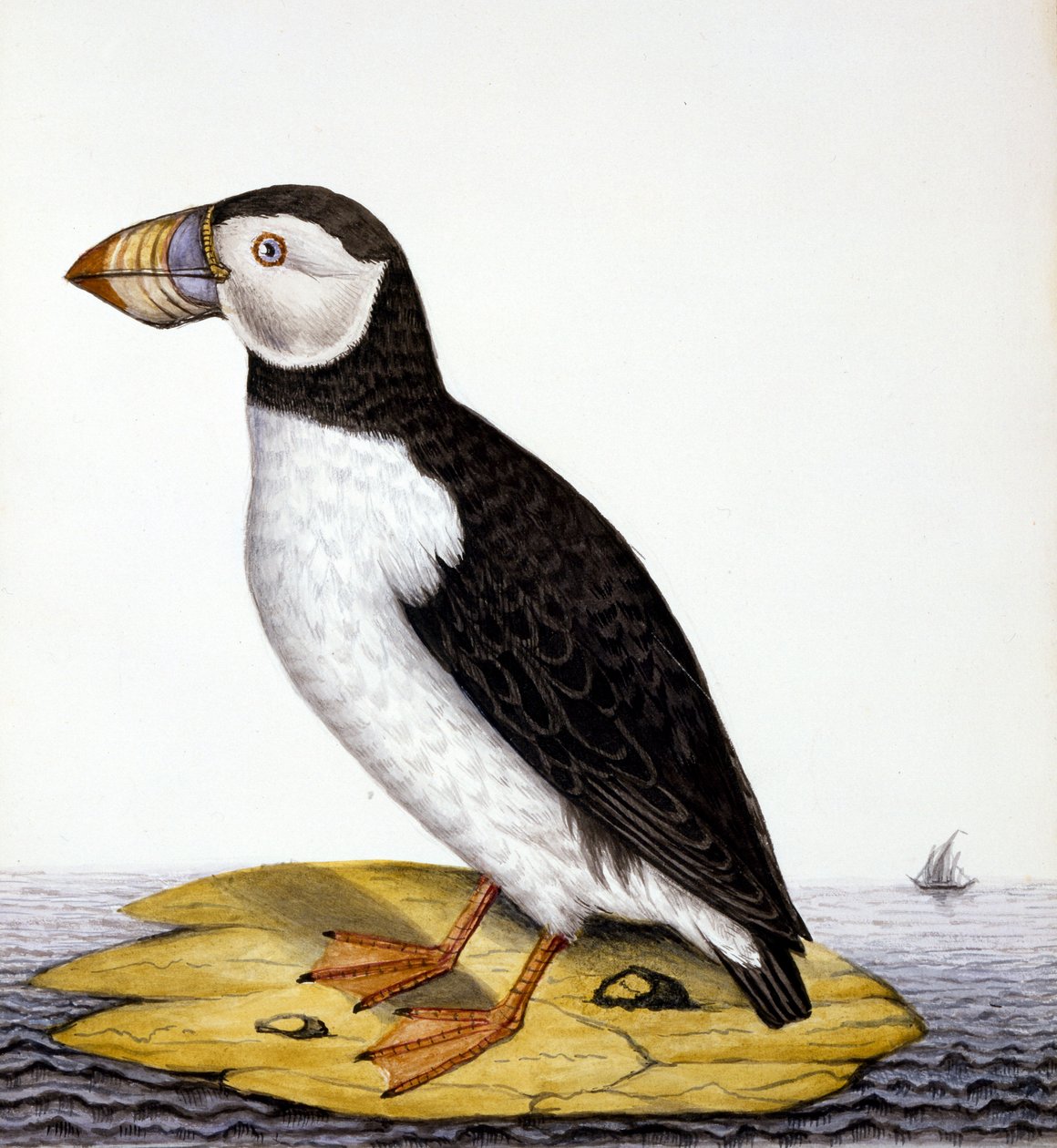 Lundefugl, marmon fratercula, ca. 1840 (wc på papir) av French School