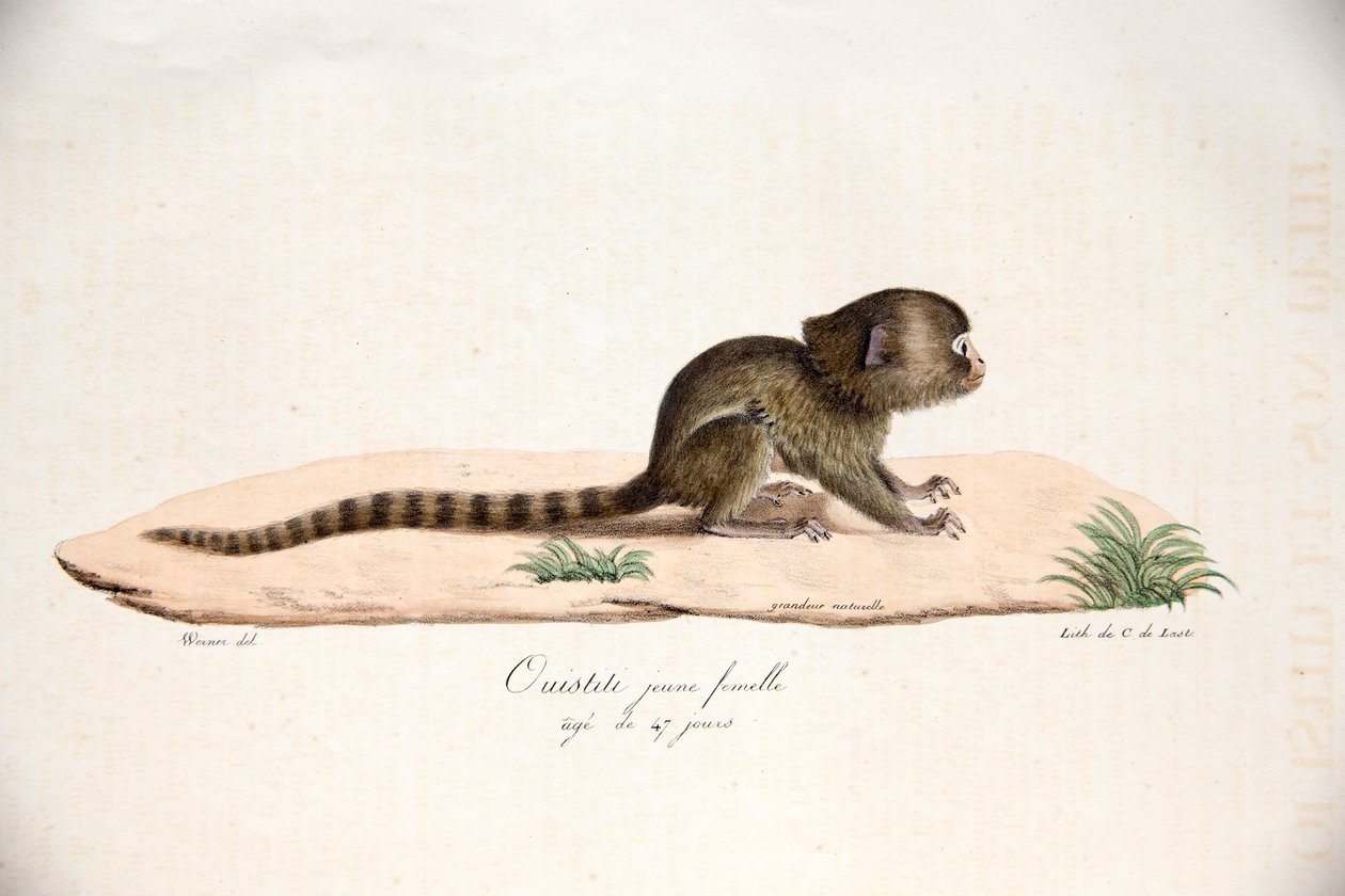 Pygmy Marmoset, fra Natural History of Pattedyr, med originale figurer, av Étienne Geoffroy Saint-Hilaire & Frédéric Cuvier, 1824-42 av French School