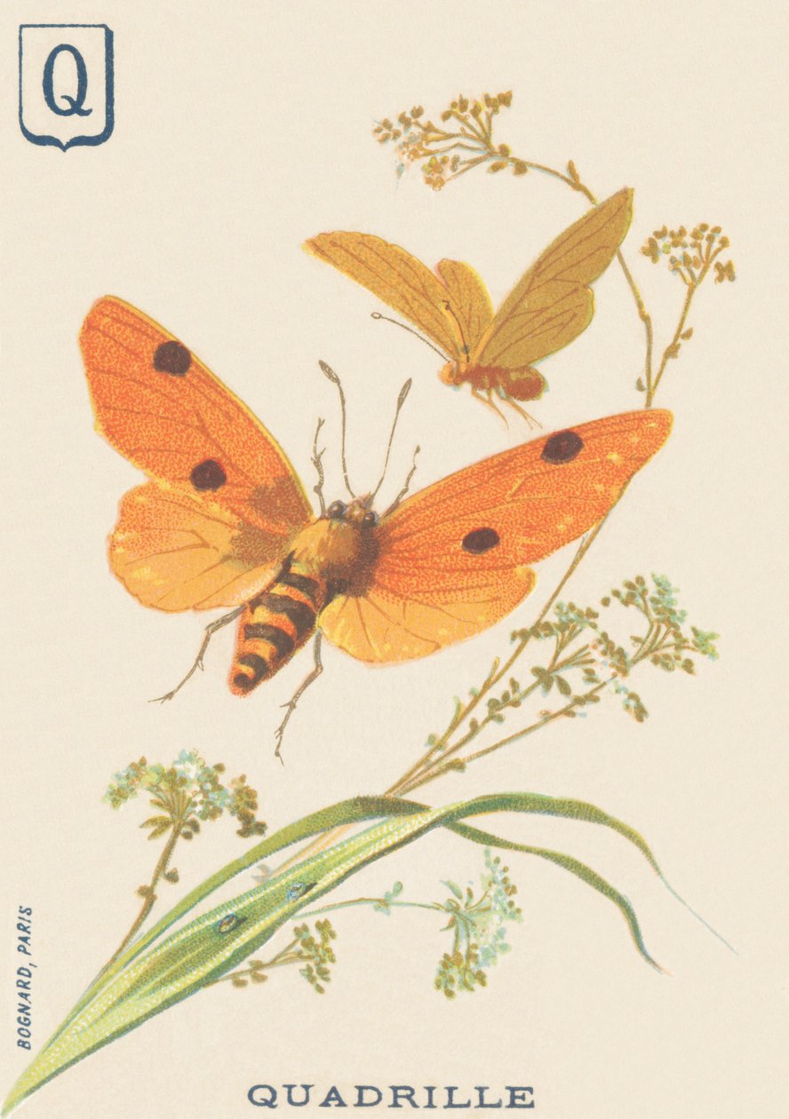 Q: Quadrille (Lithosia quadra eller Lithosie quadrille) av French School