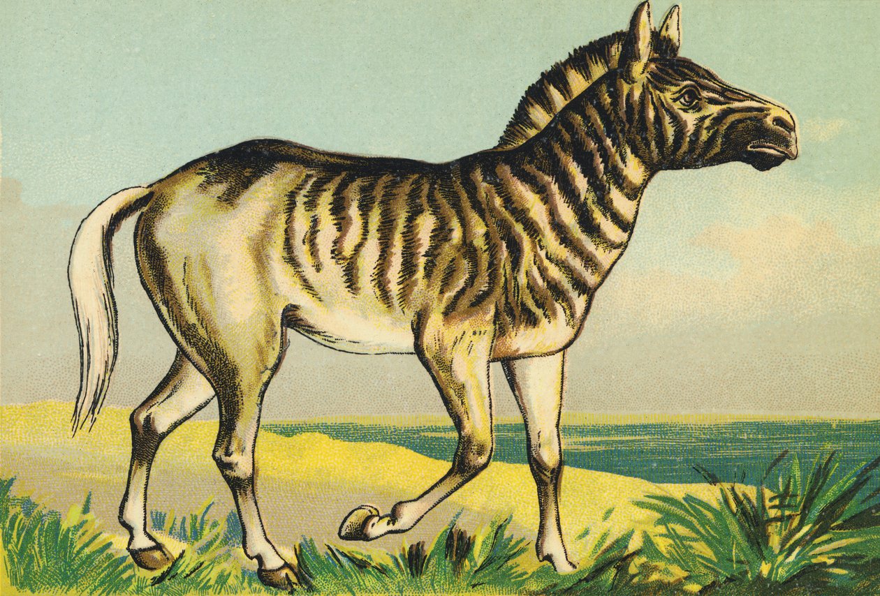 Q som Quagga (eller couagga, sebra-underart farget i 1883) av French School