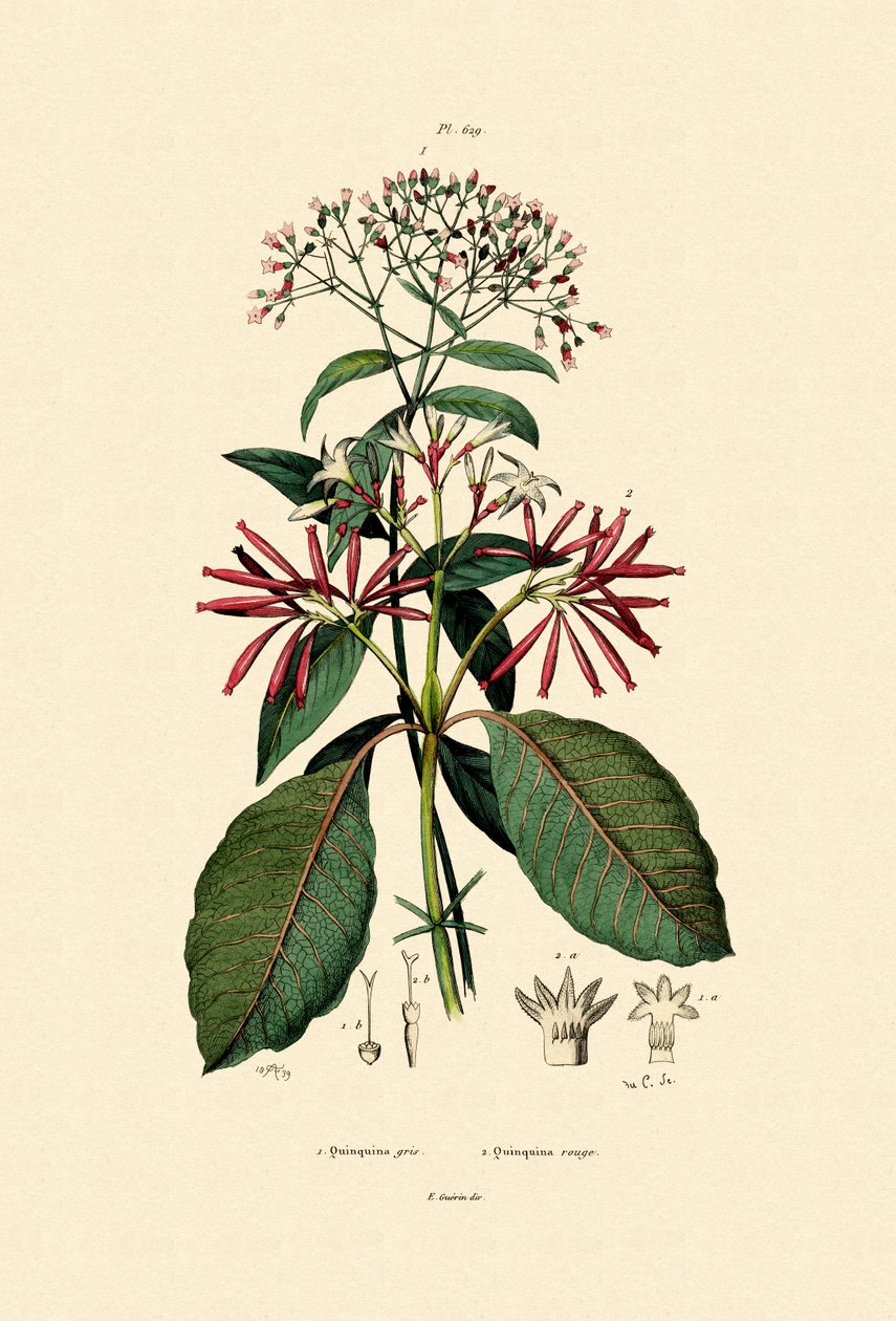 Quinine Barks, 1833-39 av French School