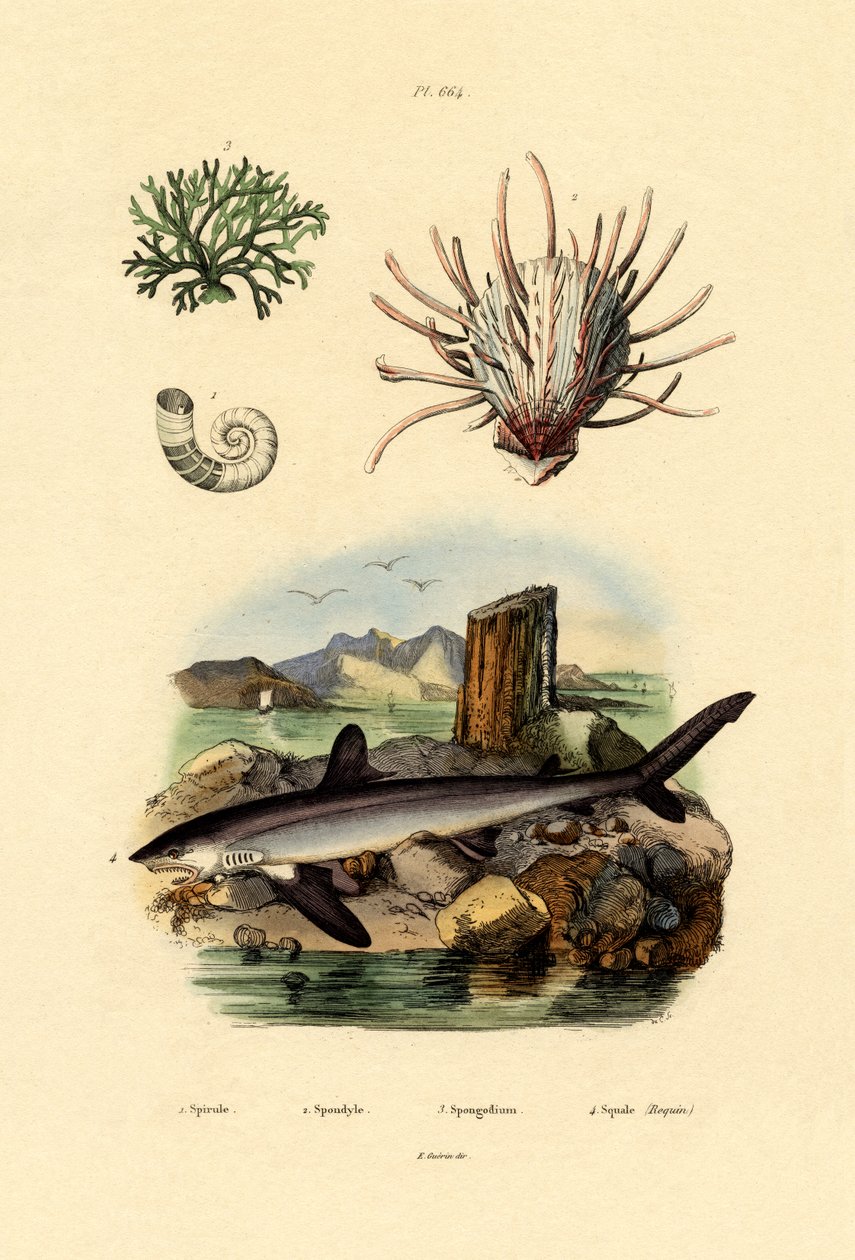 Rams Horn blekksprut, 1833-39 av French School