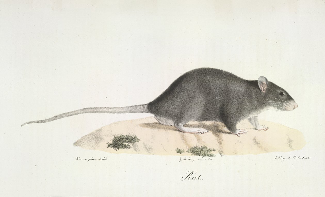 Rotte, fra Natural History of Mammals (farge litho) av French School