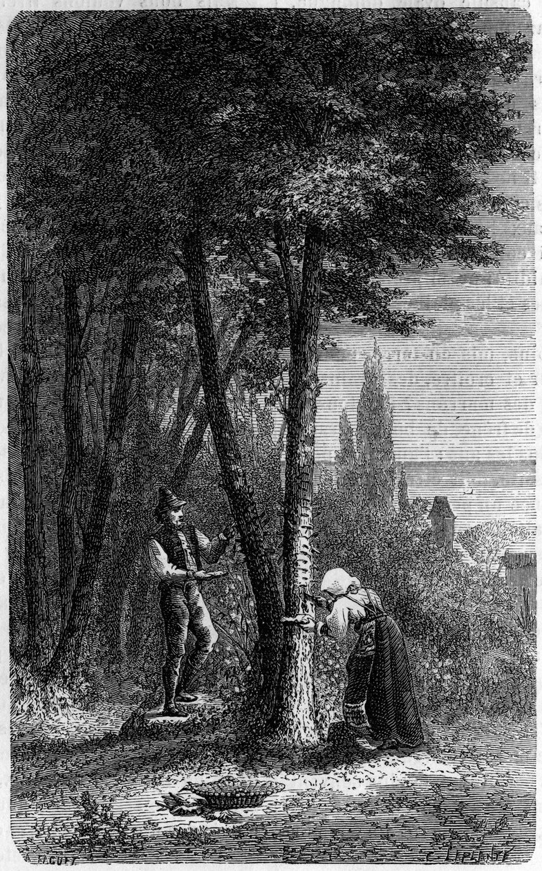 Recolation of manna (manna) on round-leaved frenes. Engraving in “” le journal de la jeunesse”” av French School