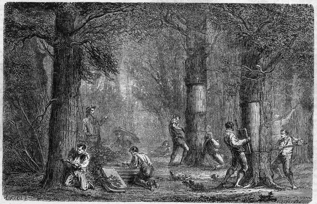 Recolation of the bark of liege oak (oak-liege). Engraving In “” Histoire des plantes”” by Louis Figuier published in “” Le Monde Illustré”” n°399 of 3 December 1864. av French School