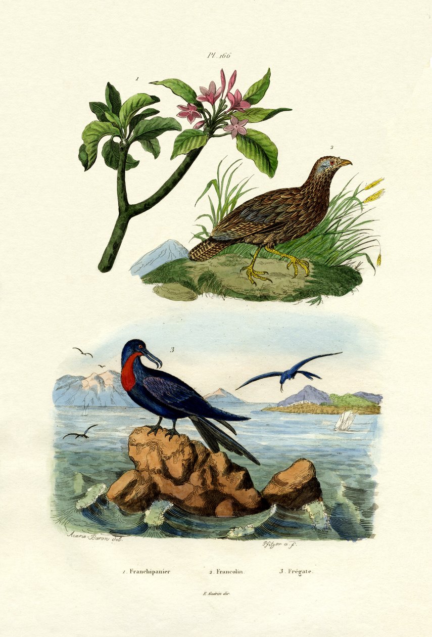 Rød Frangipani, 1833-39 av French School