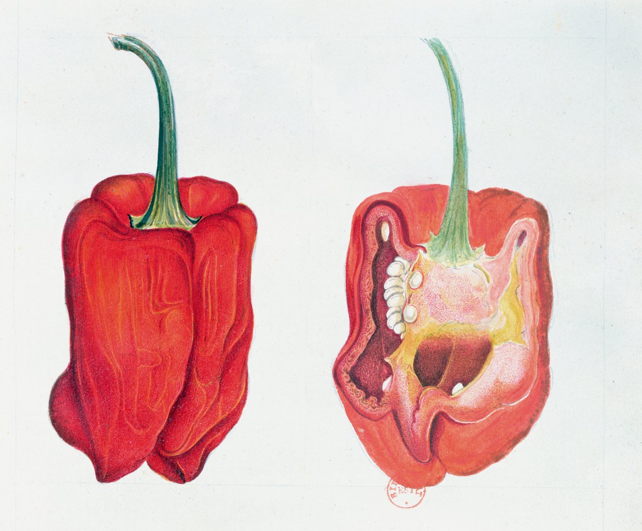 Rød pepper, botanisk tallerken (wc på papir) av French School