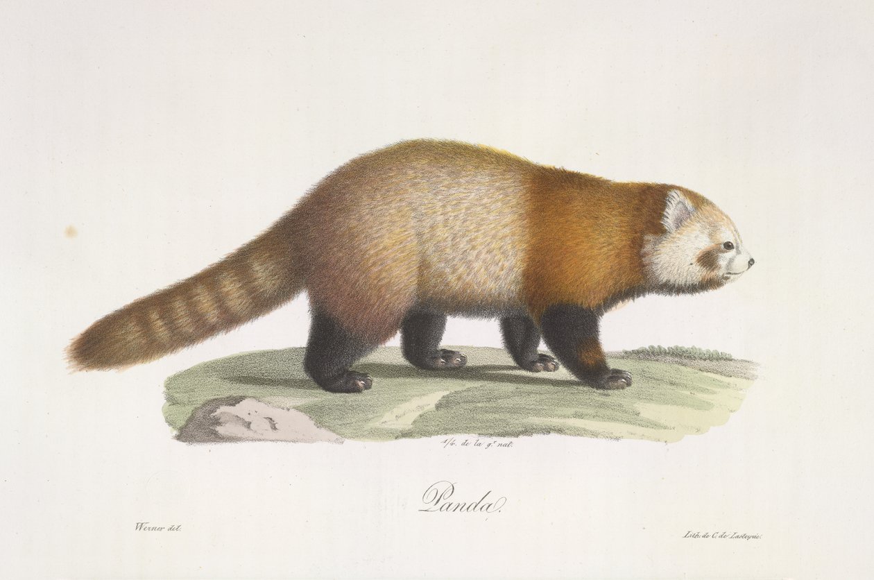 Rød panda. Ailurus fulgens, fra Natural History of Pattedyr (farge litho) av French School