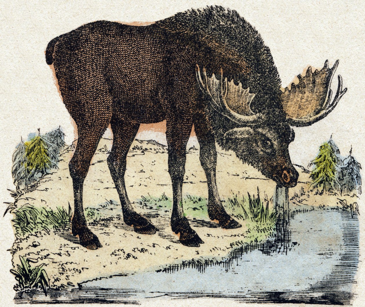 Reinsdyr. Gravering i "" Alphabet des animaux sauvages"". 9. serie. Bilder av Epinal, Pellerin, trykkeri-utgiver, ca. 1870. Graveringer på tre, stensilert. 16 sider. Mål: 20 x 15 cm. Privat samling av French School