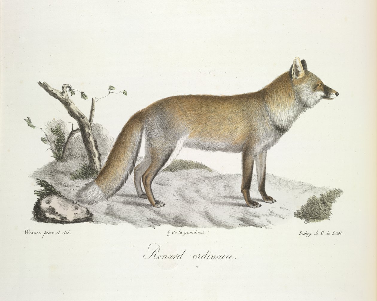Vanlig rev. Fox, fra Natural History of Mammals (farge litho) av French School