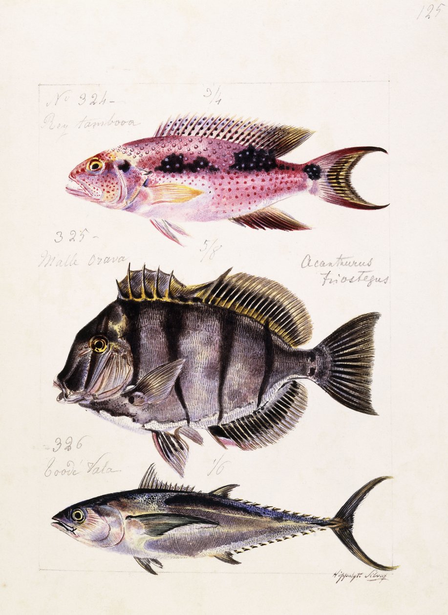 Rey tambova etc, ca. 1850 av French School