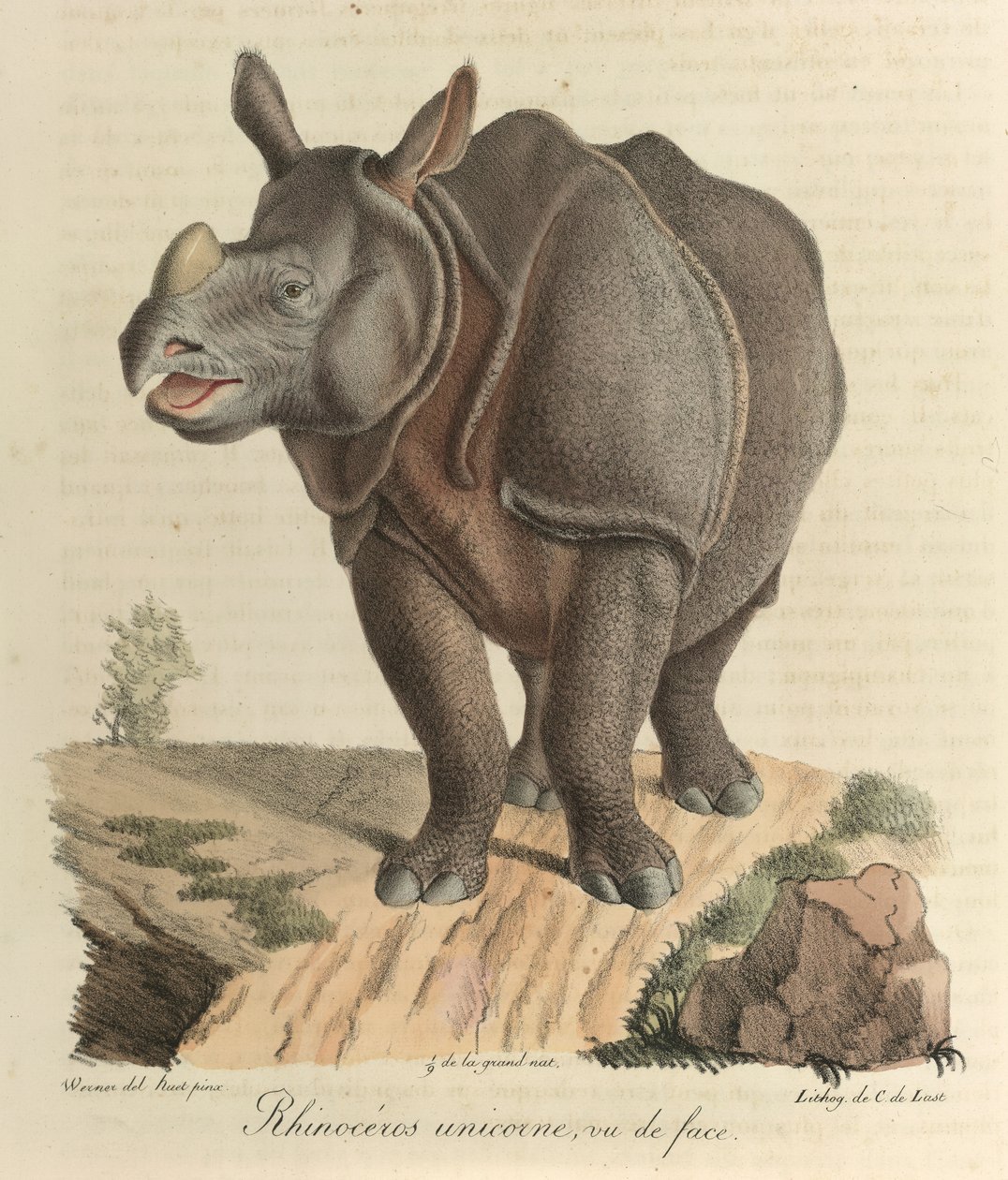 Enhornet neshorn. Et neshorn, fra 