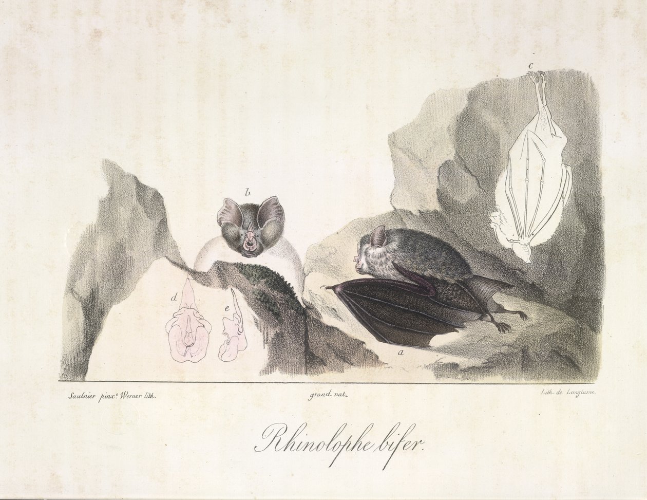 Hestesko flaggermus. Vampyrflaggermus, fra Natural History of Mammals (farge litho) av French School