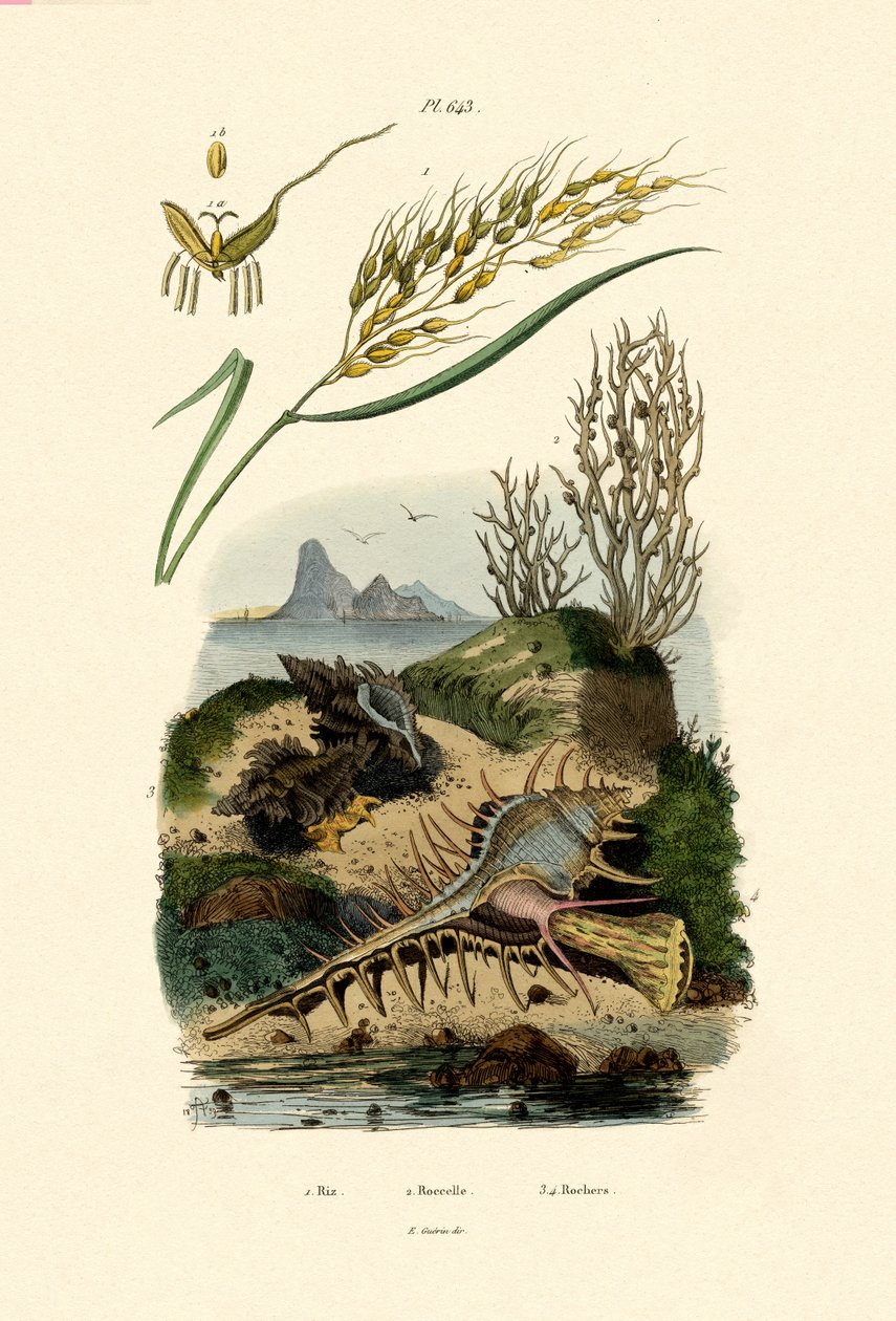 Rice, 1833-39 av French School