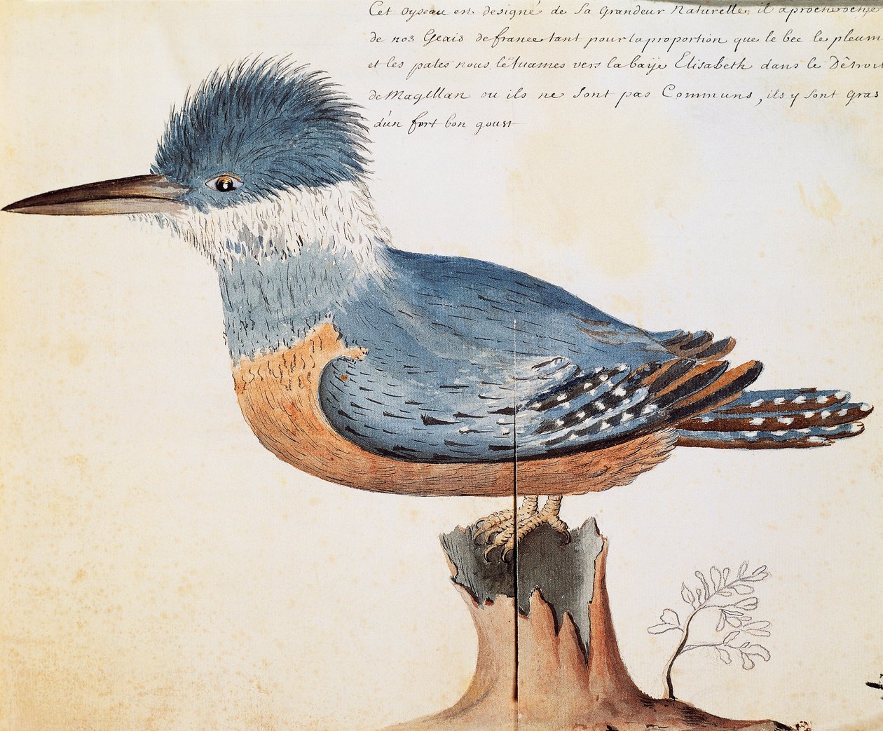 Ringed Kingfisher (Megaceryle torquata), Elizabeth Bay, Magellanstredet, akvarell fra loggbok av Jacques Gouin de Beauchesne (1652-1730), kaptein for Compagnie royale de la Mer du Sud, fra 1698 til 1701, Frankrike av French School