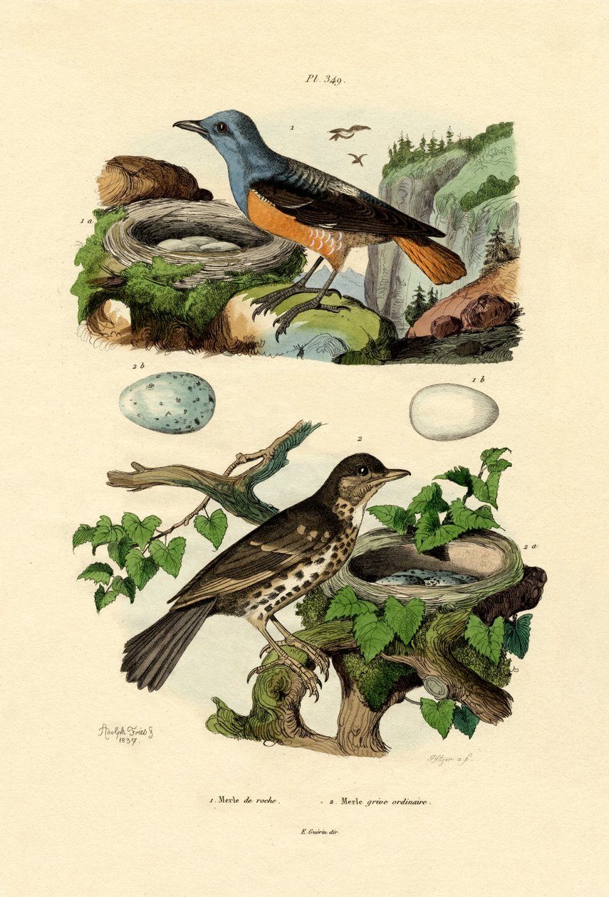 Rufous-tailed Rock-trost, Adolf Fries av French School