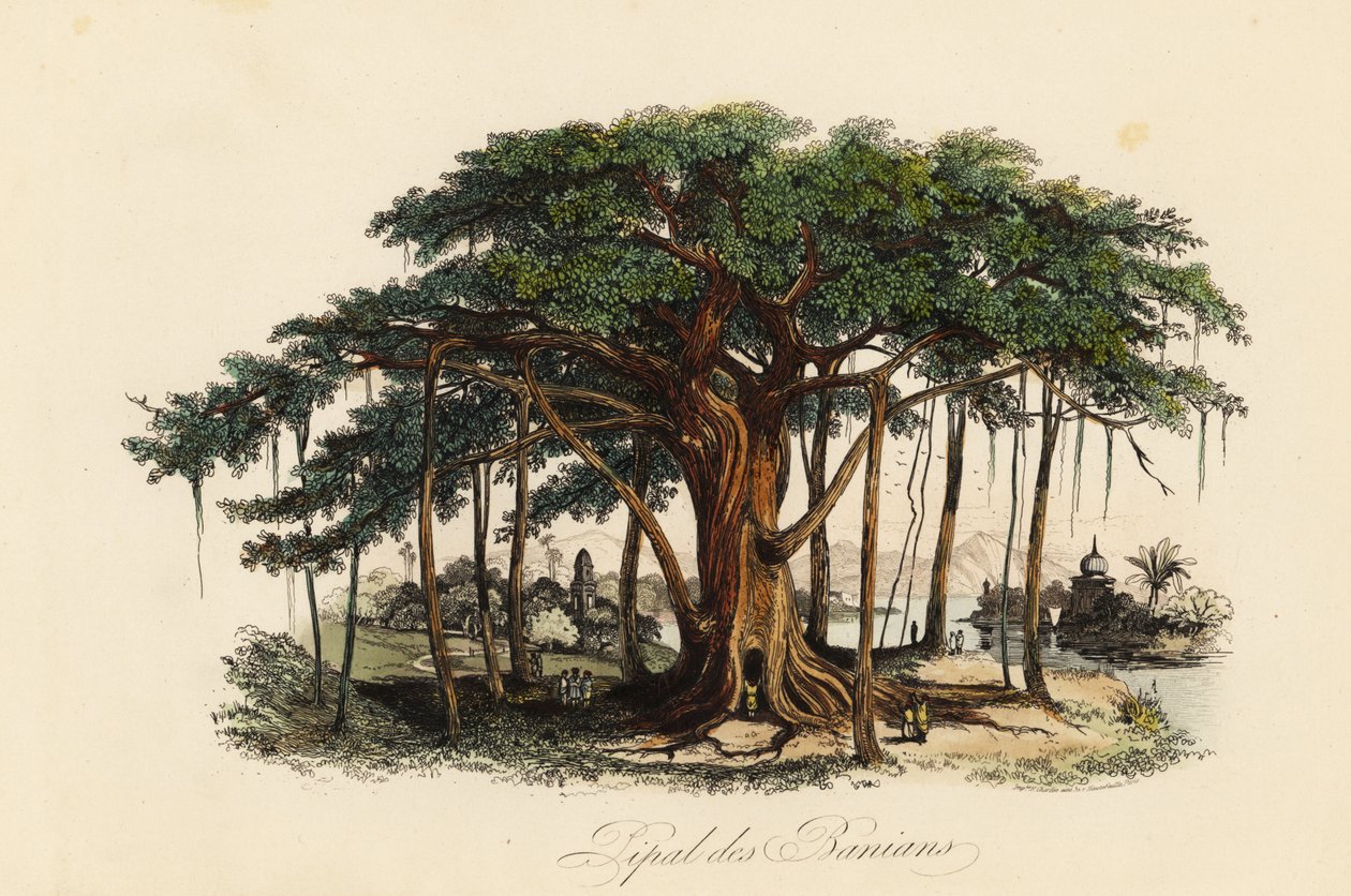 Hellig fikentre, Ficus religiosa, også kjent som bodhi-treet, baniantreet, banyantreet, pippala-treet, peepul-treet, peepal-treet eller ashwattha-treet av French School