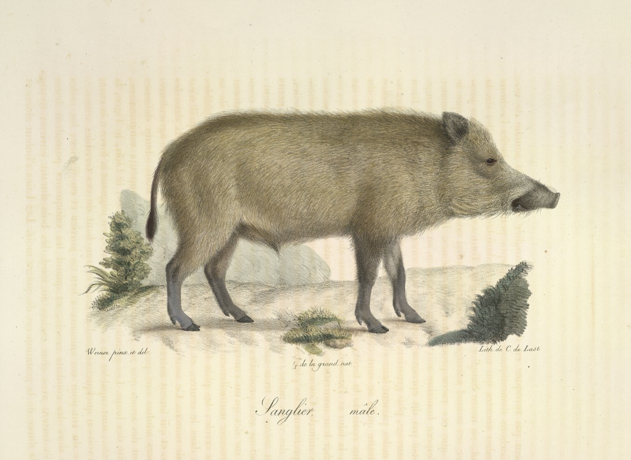 Villsvin, hann, fra Natural History of Mammals (farge litho) av French School
