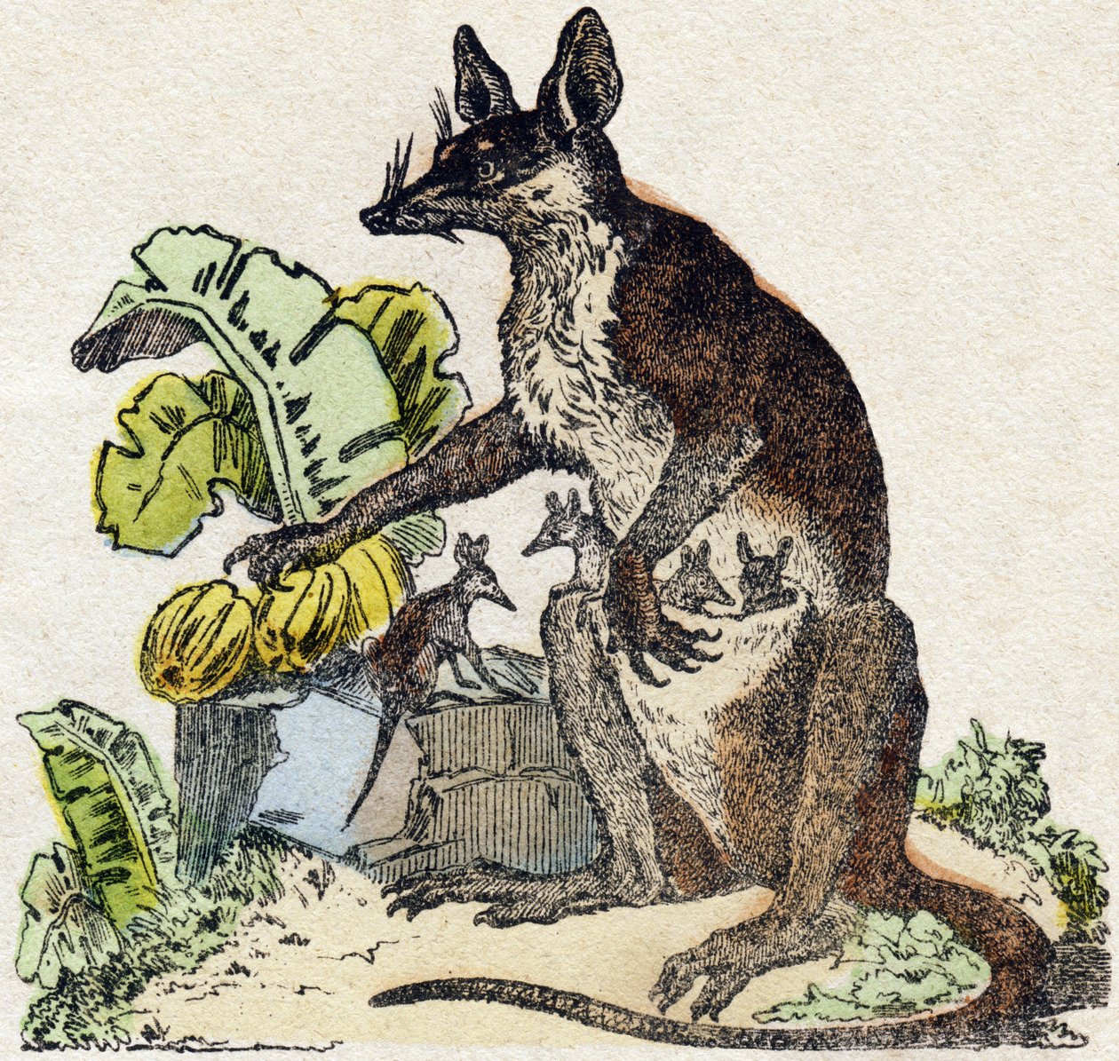 Sarigue (possum). Gravering i "" Alphabet des animaux sauvages"". 9. serie. Bilder av Epinal, Pellerin, trykkeri-utgiver, ca. 1870. Graveringer på tre, stensilert. 16 sider. Mål: 20 x 15 cm. Privat samling av French School