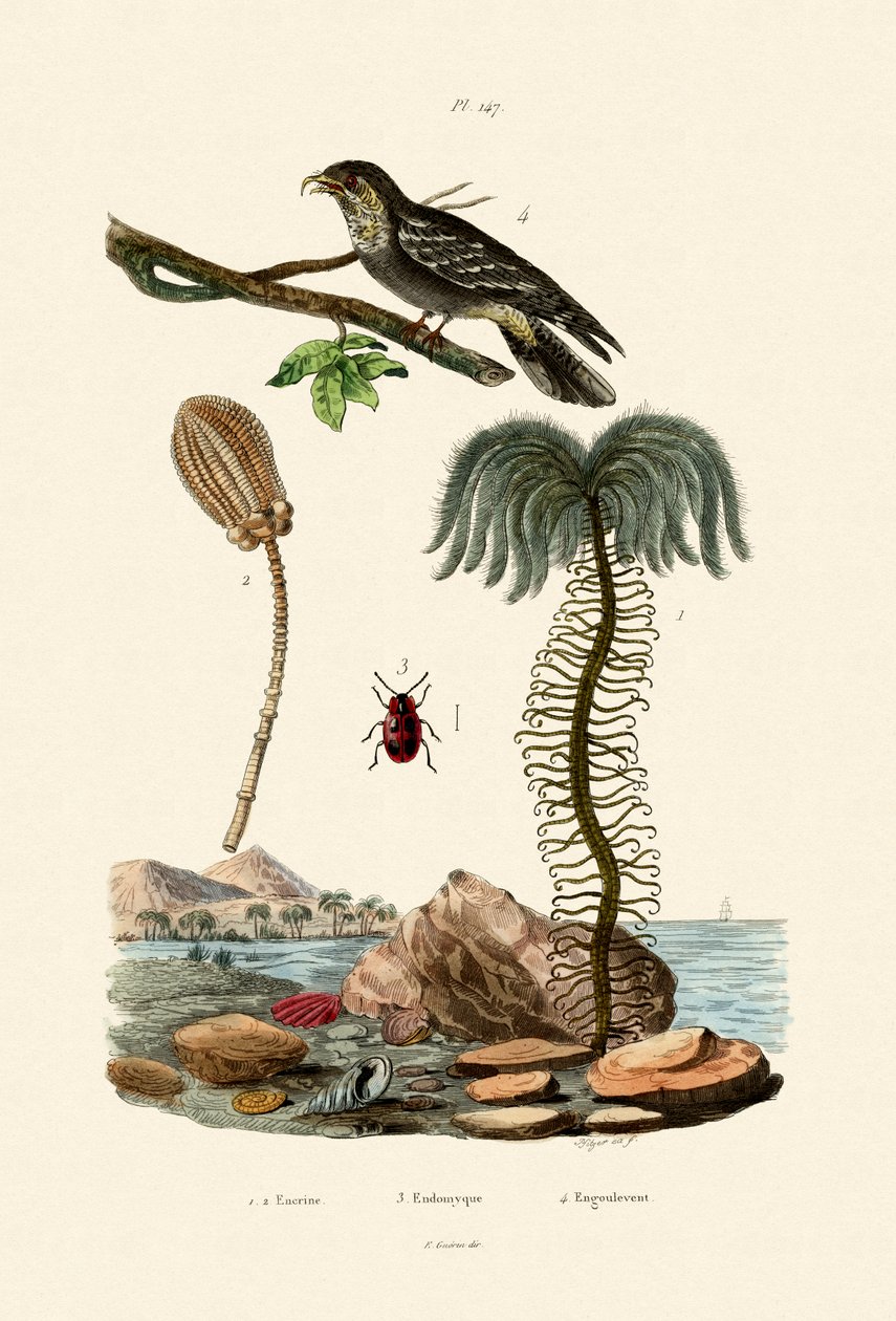 Sea Lily, 1833-39 av French School