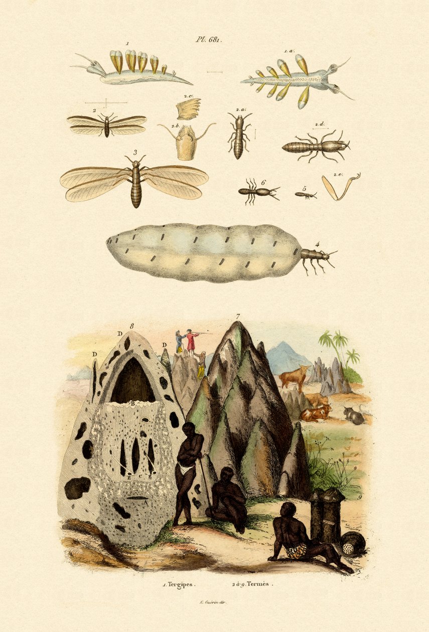 Sea Slug, 1833-39 av French School