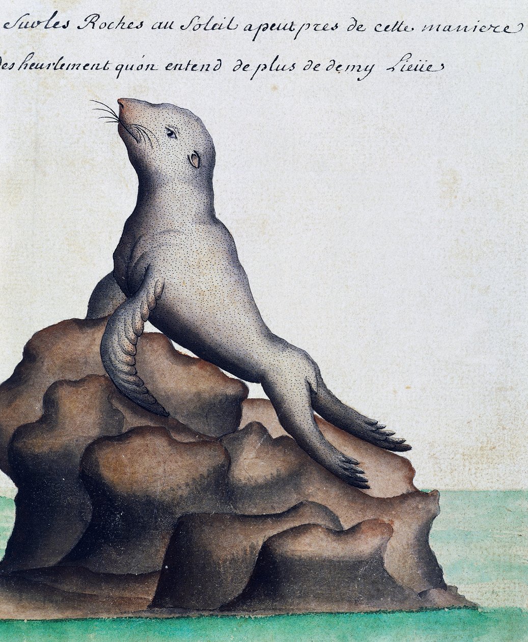 Seal, Galapagosøyene, akvarell fra loggbok av Jacques Gouin de Beauchesne (1652-1730), kaptein for Compagnie royale de la Mer du Sud, fra 1698 til 1701, Frankrike av French School