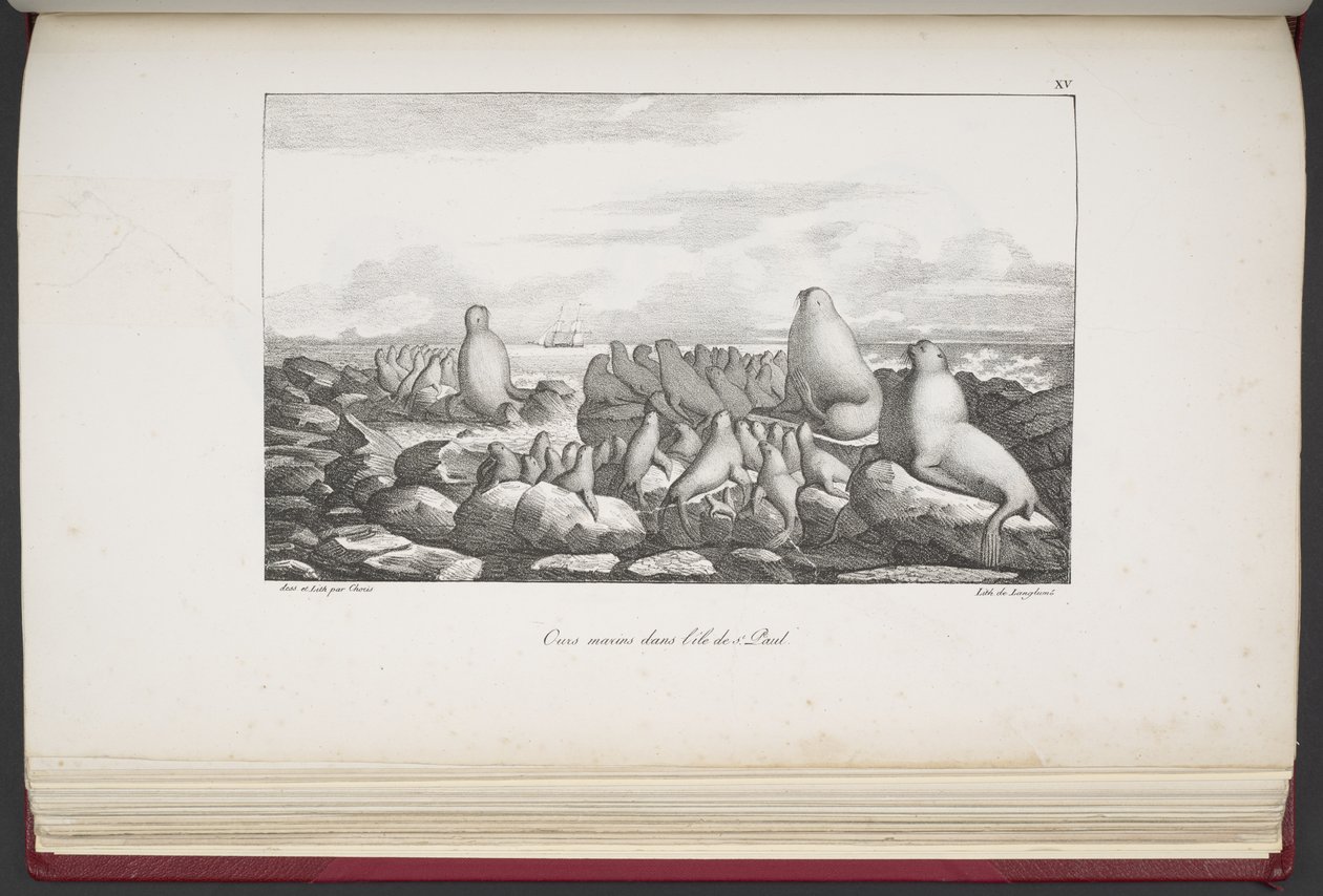 Seler på Saint Paul Island, fra "Utsikt og landskap i jevndøgnsregionene, samlet på en reise rundt om i verden", av Louis Choris av French School