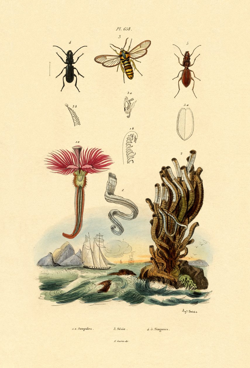 Serpulids, 1833-39 av French School
