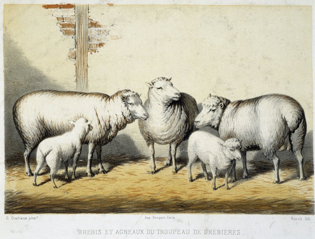 Sauer og lam fra Brebières-flokken - Litografi av French School