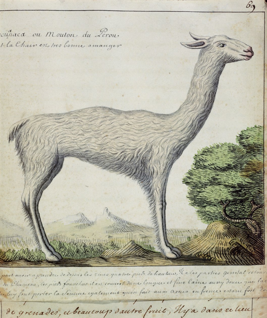 Sau fra Peru (lama eller alpakka) (wc på papir) av French School