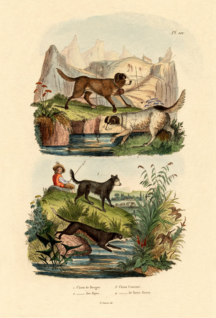Hyrdehund, 1833-39 av French School