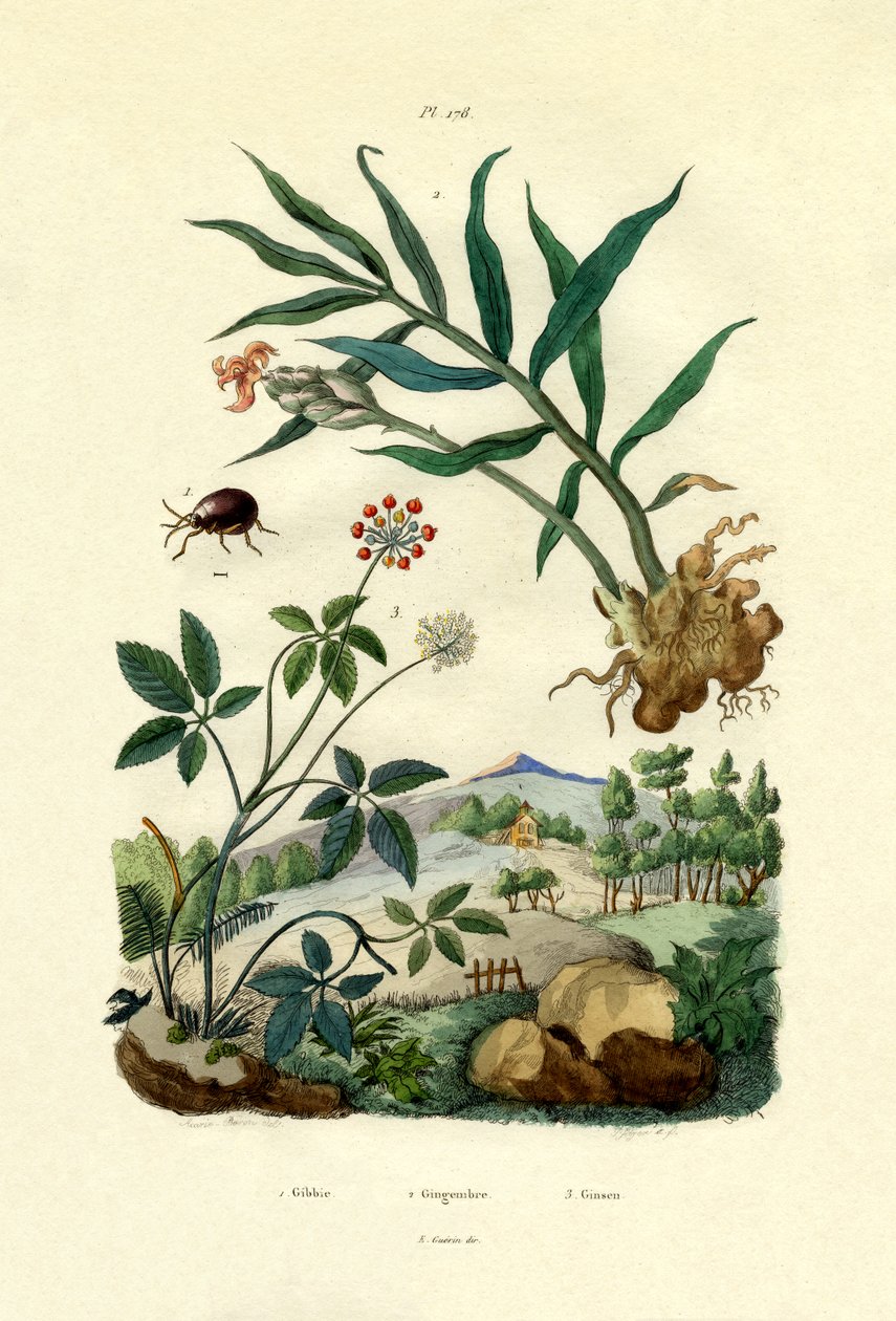 Skinnende edderkoppbille, 1833-39 av French School